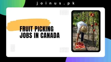 Photo of Fruit Picking Jobs in Canada 2024 – Visa Sponsorship