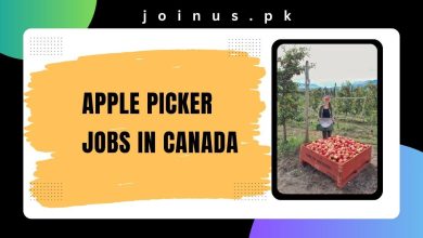 Photo of Apple Picker Jobs in Canada 2024 – Visa Sponsorship