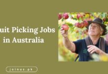 Photo of Fruit Picking Jobs in Australia 2025 – Apply now