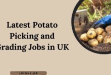 Photo of Latest Potato Picking and Grading Jobs in UK 2025