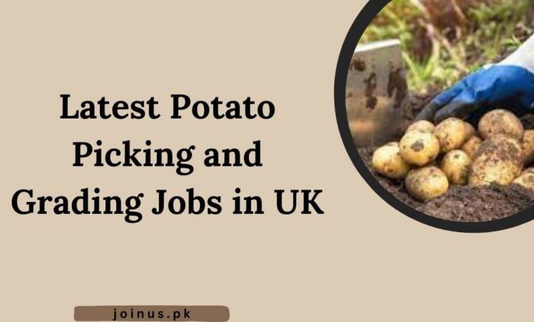 Photo of Latest Potato Picking and Grading Jobs in UK 2025