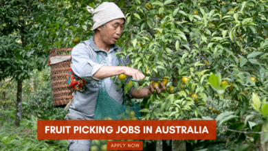 Photo of Fruit Picking Jobs in Australia With Visa Sponsorship 2025