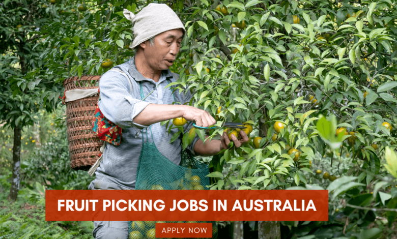 Photo of Fruit Picking Jobs in Australia With Visa Sponsorship 2025